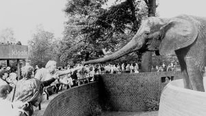 Black and white photo of Pole Pole the elephant reaching out her trunk to Virginia McKenna and Bill Travers