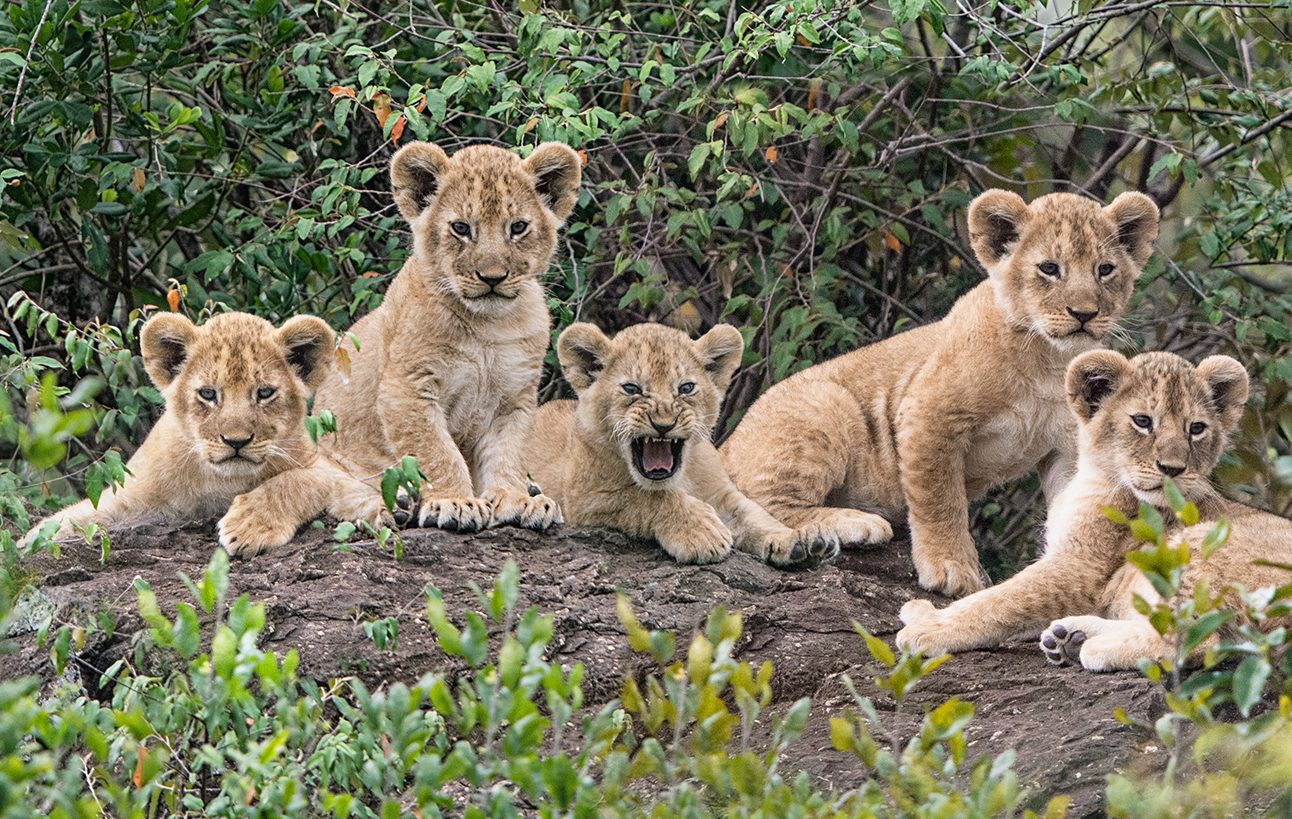 A group of five lion cubs lying in front of bushes