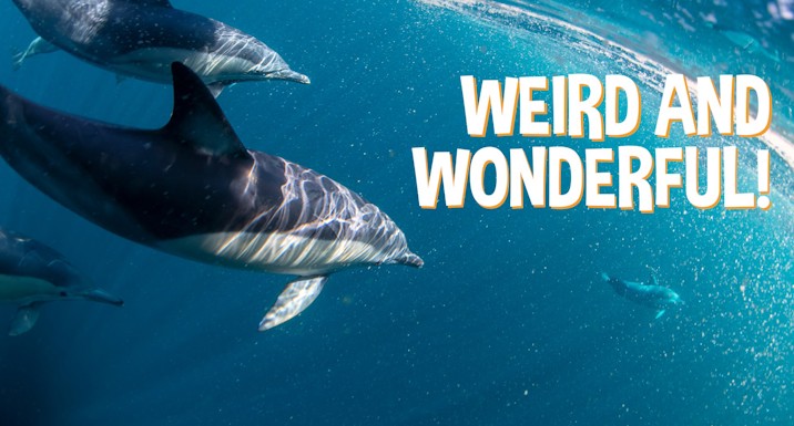 Image of a dolphin under the water with the text 'Weird and Wonderful'